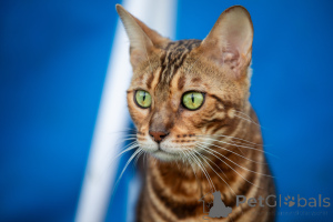 Foto №2 zu Ankündigung № 176889 zu verkaufen bengal katzenrasse - einkaufen Weißrussland vom kindergarten, züchter
