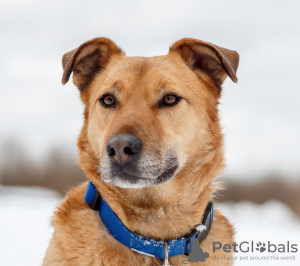 Foto №1. mischlingshund - zum Verkauf in der Stadt Москва | Frei | Ankündigung № 78100