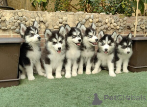 Foto №1. siberian husky - zum Verkauf in der Stadt Antwerpen | verhandelt | Ankündigung № 169668