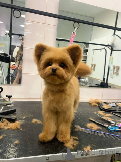 Foto №1. pudel (toy) - zum Verkauf in der Stadt Stadt von London | Frei | Ankündigung № 157433