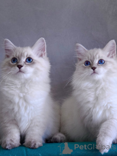 Foto №1. sibirische katze - zum Verkauf in der Stadt Norrköping | verhandelt | Ankündigung № 167096