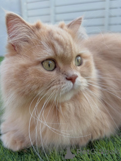 Foto №2 zu Ankündigung № 158457 zu verkaufen sibirische katze - einkaufen Island quotient 	ankündigung