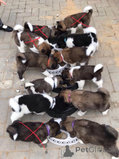 Foto №2 zu Ankündigung № 164836 zu verkaufen akita - einkaufen Belgien quotient 	ankündigung, züchter