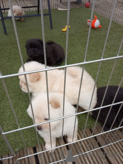 Foto №2 zu Ankündigung № 168780 zu verkaufen chow-chow - einkaufen Kanada 