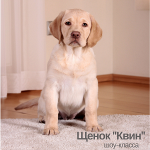 Foto №2 zu Ankündigung № 1276 zu verkaufen labrador retriever - einkaufen Russische Föderation vom kindergarten