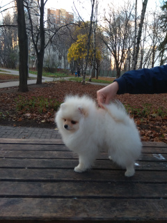 Foto №4. Ich werde verkaufen german spitz in der Stadt Москва. vom kindergarten - preis - 1600€