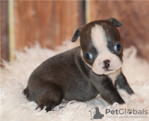 Foto №2 zu Ankündigung № 55882 zu verkaufen boston terrier - einkaufen Belgien züchter