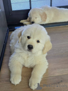 Foto №2 zu Ankündigung № 171755 zu verkaufen golden retriever - einkaufen Griechenland quotient 	ankündigung