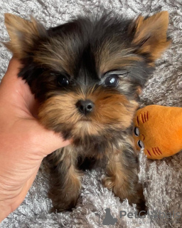 Foto №2 zu Ankündigung № 133368 zu verkaufen yorkshire terrier - einkaufen Deutschland quotient 	ankündigung