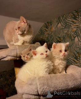 Foto №1. selkirk rex shorthair - zum Verkauf in der Stadt Günzburg | 450€ | Ankündigung № 166298