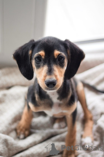 Foto №4. Ich werde verkaufen mischlingshund in der Stadt St. Petersburg. quotient 	ankündigung - preis - Frei