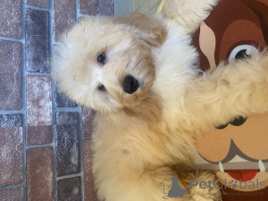 Foto №3. Cockapoo-Welpe. Russische Föderation