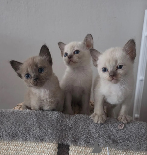Foto №1. burma-katze - zum Verkauf in der Stadt Ismaning | 350€ | Ankündigung № 173914