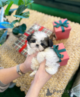 Foto №1. shih tzu - zum Verkauf in der Stadt Holstebro | verhandelt | Ankündigung № 169978