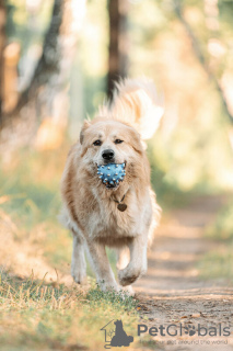 Zusätzliche Fotos: Der wunderschöne Hund Norton ist in guten Händen.