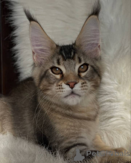 Foto №3. Maine-Waschbär. Großbritannien