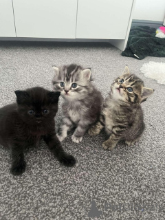 Foto №1. maine-coon-katze - zum Verkauf in der Stadt Garding | Frei | Ankündigung № 145305