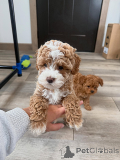 Foto №3. Gut sozialisierte Cavapoo-Welpen bereit für ein neues Zuhause. Deutschland