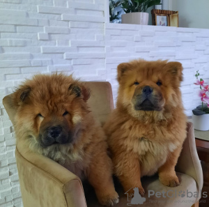 Foto №3. Chow-Chow-Welpen. Serbien
