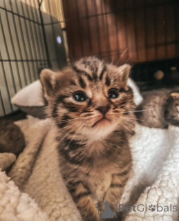 Foto №1. bengal katzenrasse - zum Verkauf in der Stadt Karlsruhe | 100€ | Ankündigung № 148564