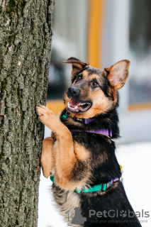 Foto №3. Futures sucht ein Zuhause!. Russische Föderation