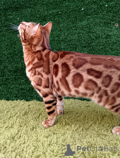 Foto №2 zu Ankündigung № 150612 zu verkaufen bengal katzenrasse - einkaufen Russische Föderation vom kindergarten, züchter
