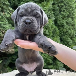 Foto №2 zu Ankündigung № 75136 zu verkaufen cane corso italiano - einkaufen Seychellen quotient 	ankündigung
