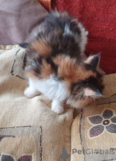 Foto №2 zu Ankündigung № 168488 zu verkaufen maine-coon-katze - einkaufen Schweden quotient 	ankündigung, züchter