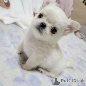 Foto №1. yorkshire terrier - zum Verkauf in der Stadt Alabama | verhandelt | Ankündigung № 163961