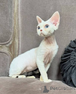 Foto №2 zu Ankündigung № 173268 zu verkaufen cornish rex - einkaufen Luxemburg quotient 	ankündigung, züchter