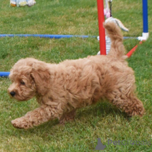 Foto №4. Ich werde verkaufen golden retriever in der Stadt Düsseldorf. quotient 	ankündigung - preis - 600€