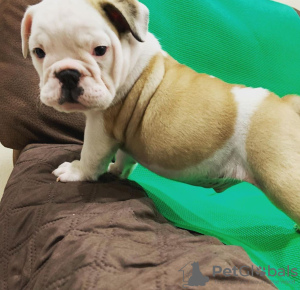 Foto №3. Britische Bulldogge Welpen zu verkaufen. Australien