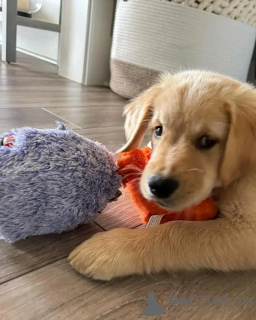 Foto №3. Gesunde, süße, bezaubernde und sozialisierte Golden Retriever-Welpen. Deutschland