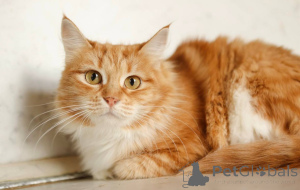 Foto №1.  - zum Verkauf in der Stadt Chimki | Frei | Ankündigung № 165152