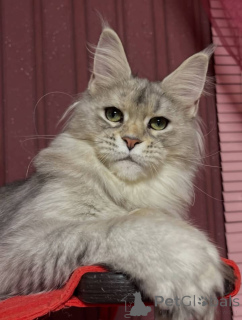 Foto №3. Maine-Waschbär. Großbritannien