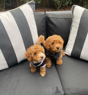 Foto №2 zu Ankündigung № 138816 zu verkaufen mischlingshund - einkaufen Deutschland vom kindergarten, züchter