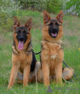 Foto №1. deutscher schäferhund - zum Verkauf in der Stadt Berlin | 600€ | Ankündigung № 111543