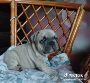 Foto №4. Ich werde verkaufen französische bulldogge in der Stadt Minsk. quotient 	ankündigung - preis - 500€