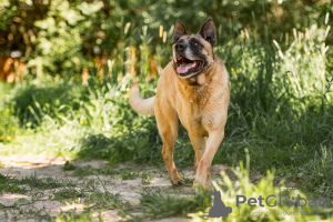 Zusätzliche Fotos: Ein schicker Typ vom Phänotyp Malinois sucht einen Mann.