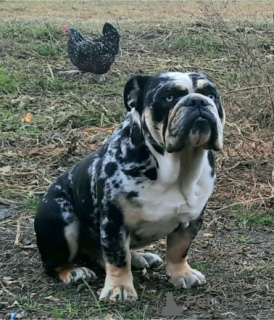 Foto №3. Englischer Bulldogge-Welpe. Serbien