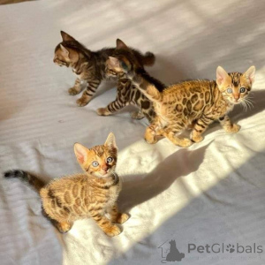 Foto №2 zu Ankündigung № 168915 zu verkaufen bengal katzenrasse - einkaufen Finnland quotient 	ankündigung