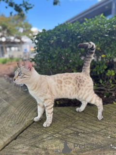 Foto №2 zu Ankündigung № 152720 zu verkaufen bengal katzenrasse - einkaufen Schweiz 