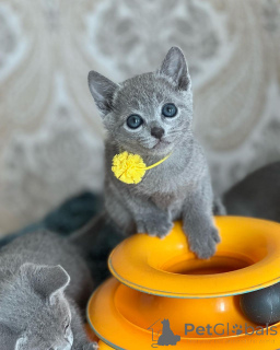 Foto №1. russisch blau - zum Verkauf in der Stadt München | 460€ | Ankündigung № 157645
