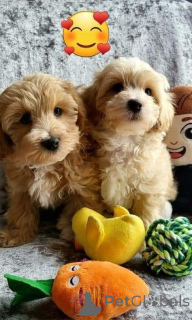 Foto №1. havaneser - zum Verkauf in der Stadt Lyon | 300€ | Ankündigung № 160557