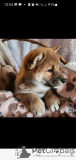 Zusätzliche Fotos: Shiba Inu, ZKwP-Aufzeichnungen