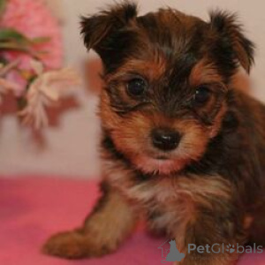 Foto №1. yorkshire terrier - zum Verkauf in der Stadt Berlin | 400€ | Ankündigung № 164732