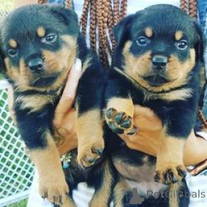 Foto №1. rottweiler - zum Verkauf in der Stadt Brüssel | Frei | Ankündigung № 165263