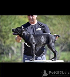 Foto №1. cane corso italiano - zum Verkauf in der Stadt Belgrad | verhandelt | Ankündigung № 118942