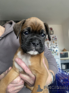Foto №2 zu Ankündigung № 131470 zu verkaufen deutscher boxer - einkaufen Belgien quotient 	ankündigung, züchter