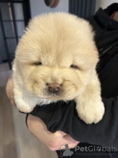 Foto №4. Ich werde verkaufen chow-chow in der Stadt Nürnberg. quotient 	ankündigung - preis - 550€